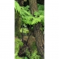 Preview: Photo Background - rainforest - 30x60 - high rain forest